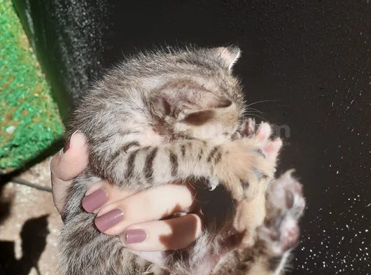 Mi̇ni̇k Yavru Kedi̇ler Yuva Ariyor