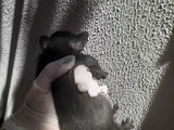 Mi̇ni̇k Yavru Kedi̇ler Yuva Ariyor