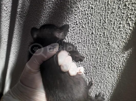 Mi̇ni̇k Yavru Kedi̇ler Yuva Ariyor görsel
