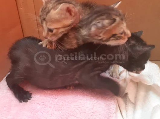 Mi̇ni̇k Yavru Kedi̇ler Yuva Ariyor görsel