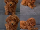 Her Renk Ori̇ji̇nal A Kali̇te Toy Poodle Yavrular