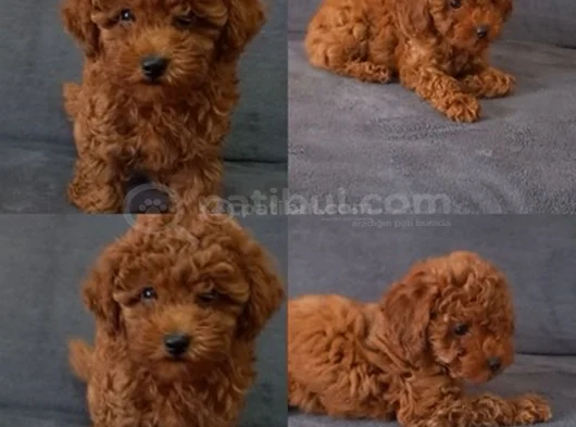 Her Renk Ori̇ji̇nal A Kali̇te Toy Poodle Yavrular görsel