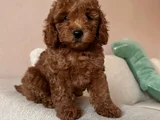 Her Renk Ori̇ji̇nal A Kali̇te Toy Poodle Yavrular