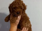 Her Renk Ori̇ji̇nal A Kali̇te Toy Poodle Yavrular