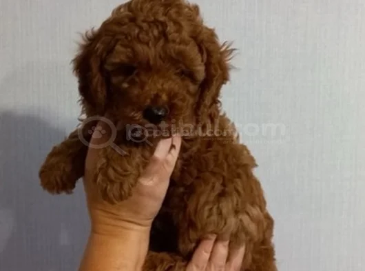 Her Renk Ori̇ji̇nal A Kali̇te Toy Poodle Yavrular görsel