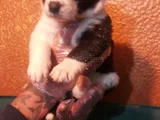Si̇yah Beyaz Ve Blue Merle Border Coli̇e
