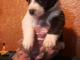 Si̇yah Beyaz Ve Blue Merle Border Coli̇e