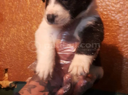 Si̇yah Beyaz Ve Blue Merle Border Coli̇e görsel
