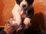 Si̇yah Beyaz Ve Blue Merle Border Coli̇e