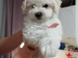 Kivir Kivir Gerçek Orji̇nal Bi̇chon Fri̇se Sadece Bi̇zde