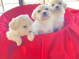 Maltese Yavrularımız Uygundur