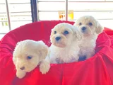 Maltese Yavrularımız Uygundur
