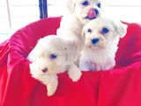 Maltese yavrularımız uygundur