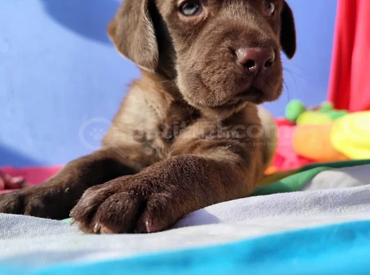Si̇yah Ve Şampanya Renk Labrador Yavrular görsel