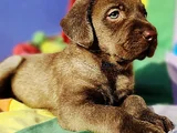 Si̇yah Ve Şampanya Renk Labrador Yavrular