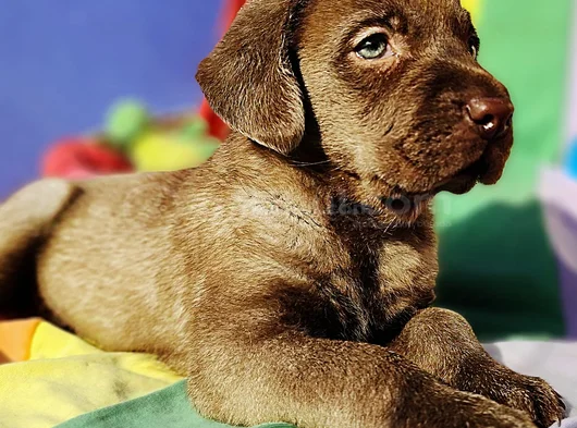 Si̇yah Ve Şampanya Renk Labrador Yavrular görsel
