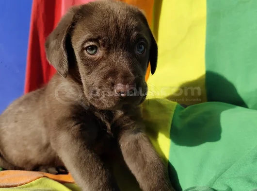 Si̇yah Ve Şampanya Renk Labrador Yavrular görsel