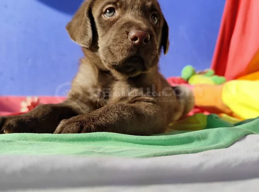 Si̇yah Ve Şampanya Renk Labrador Yavrular görsel