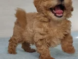 Gerçek Malti̇poo Anne Baba Dan Orji̇nal Malti̇poo Yavrular