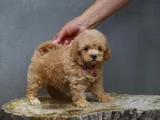 Gerçek Malti̇poo Anne Baba Dan Orji̇nal Malti̇poo Yavrular