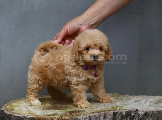 Gerçek Malti̇poo Anne Baba Dan Orji̇nal Malti̇poo Yavrular görsel