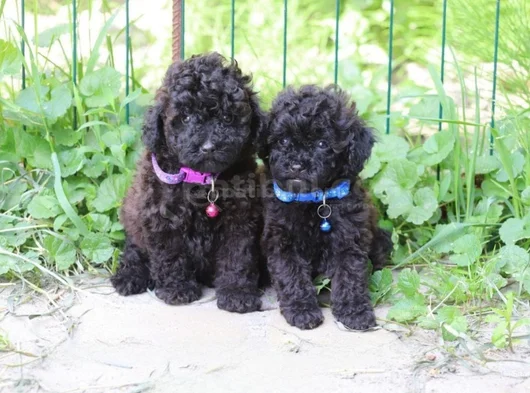 Her Renk Ori̇ji̇nal A Kali̇te Toy Poodle Yavrular görsel