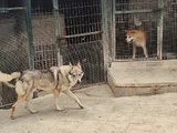 2 Yaşinda Hari̇ka Guzelli̇kte Orji̇nal Wolf Dog