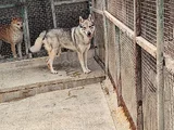 2 YAŞINDA HARİKA GUZELLİKTE ORJİNAL WOLF DOG
