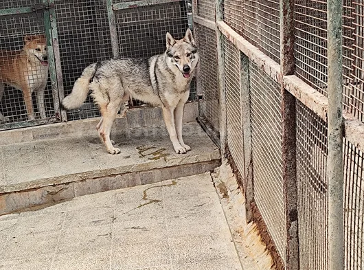 2 Yaşinda Hari̇ka Guzelli̇kte Orji̇nal Wolf Dog