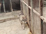 2 Yaşinda Hari̇ka Guzelli̇kte Orji̇nal Wolf Dog