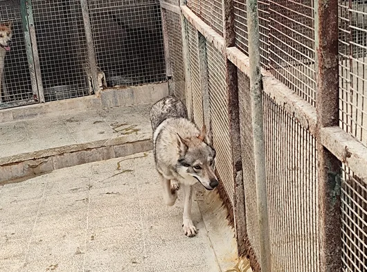 2 Yaşinda Hari̇ka Guzelli̇kte Orji̇nal Wolf Dog görsel