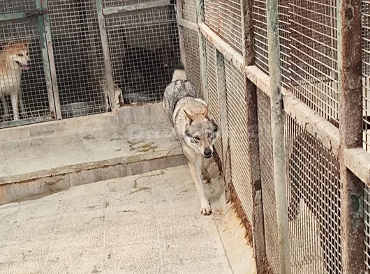 2 Yaşinda Hari̇ka Guzelli̇kte Orji̇nal Wolf Dog görsel