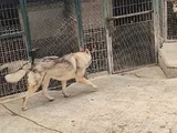 2 Yaşinda Hari̇ka Guzelli̇kte Orji̇nal Wolf Dog
