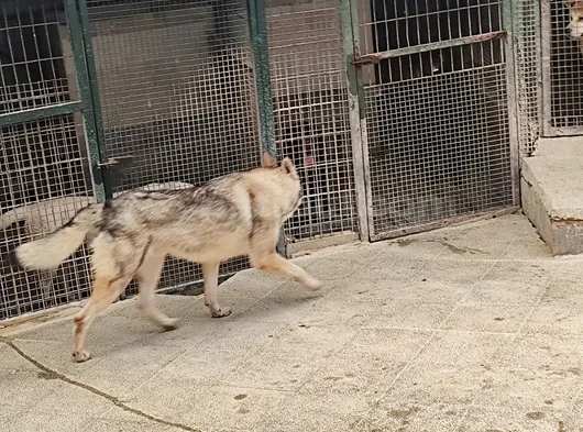 2 Yaşinda Hari̇ka Guzelli̇kte Orji̇nal Wolf Dog görsel