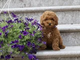 HER RENK ORİJİNAL A KALİTE TOY POODLE YAVRULAR