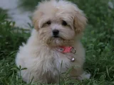 GERÇEK MALTİPOO ANNE BABA DAN ORJİNAL MALTİPOO YAVRULAR