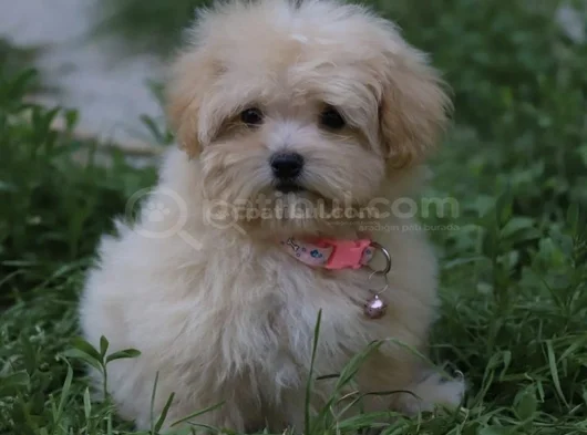 Gerçek Malti̇poo Anne Baba Dan Orji̇nal Malti̇poo Yavrular