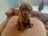 toy poodle bebekler