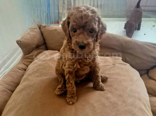 Toy Poodle Bebekler