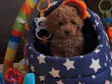 Her Renk Ori̇ji̇nal A Kali̇te Toy Poodle Yavrular