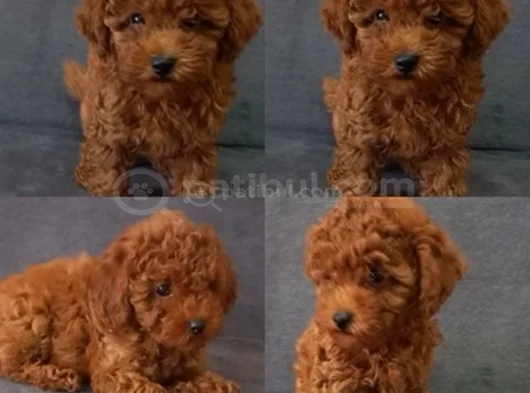 Her Renk Ori̇ji̇nal A Kali̇te Toy Poodle Yavrular görsel