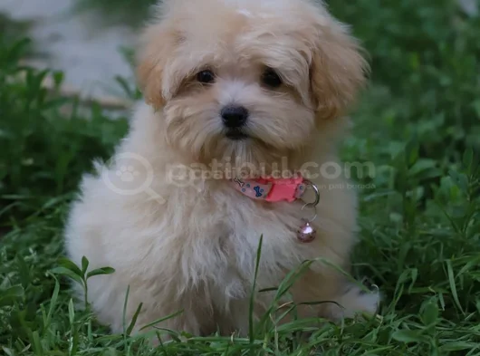 Gerçek Malti̇poo Anne Baba Dan Orji̇nal Malti̇poo Yavrular görsel