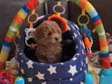 Her Renk Ori̇ji̇nal A Kali̇te Toy Poodle Yavrular