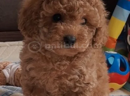 Her Renk Ori̇ji̇nal A Kali̇te Toy Poodle Yavrular görsel