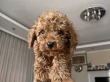 Güzeller Güzeli Toy Poodle Yavrularımız Yeni Yuvasını Arıyor