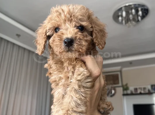 Güzeller Güzeli Toy Poodle Yavrularımız Yeni Yuvasını Arıyor görsel