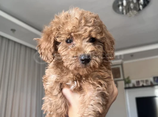 Güzeller Güzeli Toy Poodle Yavrularımız Yeni Yuvasını Arıyor görsel