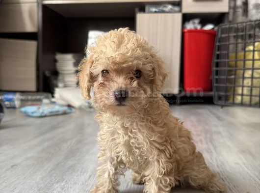 Güzeller Güzeli Toy Poodle Yavrularımız Yeni Yuvasını Arıyor görsel