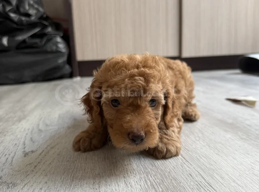 Güzeller Güzeli Toy Poodle Yavrularımız Yeni Yuvasını Arıyor görsel