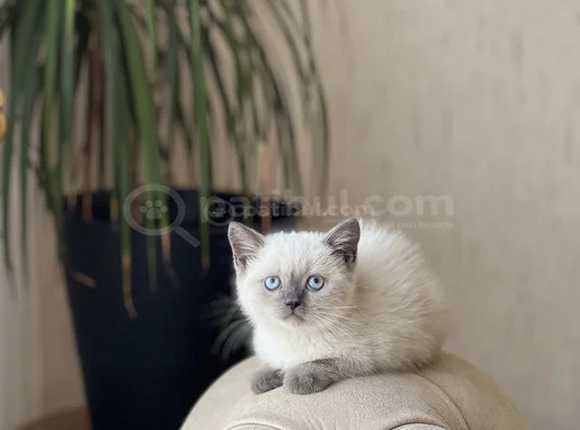 A Kali̇te Bri̇ti̇sh Shorthai̇r Blue Poi̇nt Yavrum görsel
